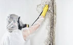 Best Environmental Consulting for Mold Prevention  in Cottonwood Shores, TX